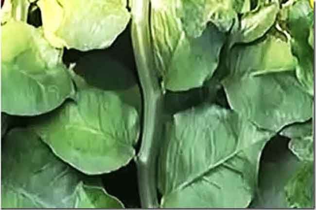 सप्तम कालरात्रि यानी नागदौन